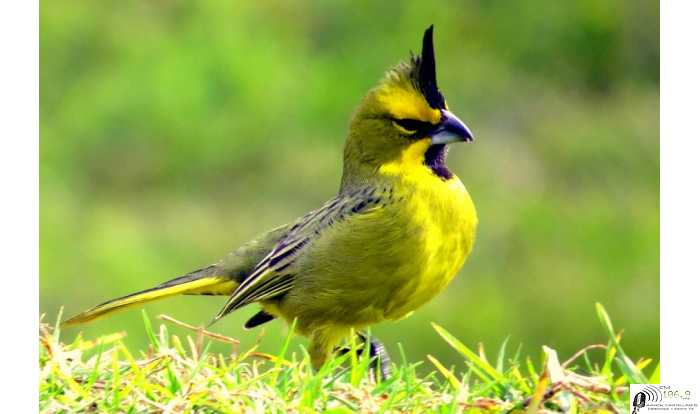 Proyecto de ordenanza para prohibir las ventas de productos que abastecen el TRAFICO de aves silvestres.