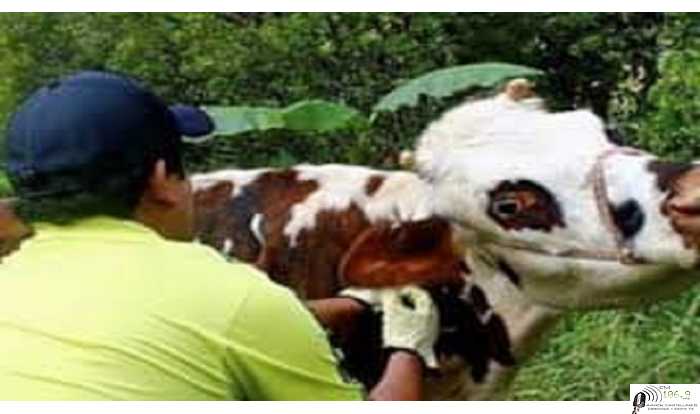 Soc Rural Las Colonias :La campaña de vacunación contra aftosa y carbunclo comienza el día 13 de octubre y se extenderá hasta fines de noviembre