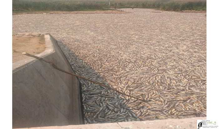 Miles de peces muertos: impactantes imágenes de la sequía y el cierre de compuertas en Formosa