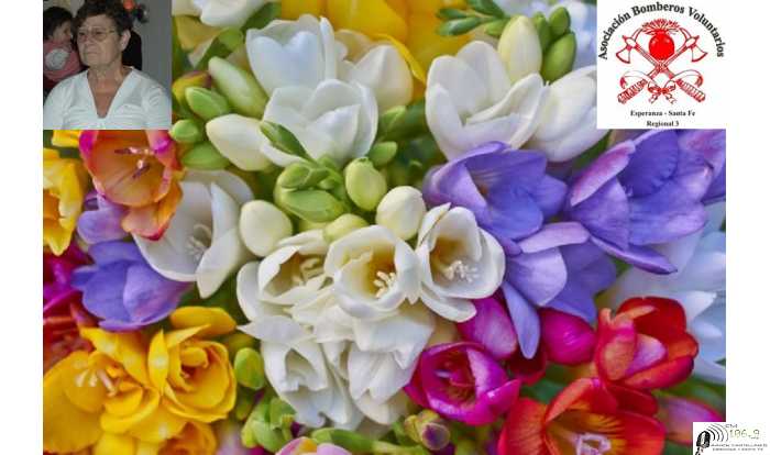 Adelina Bonatti entregará este viernes a Bomberos beneficio de la venta de ramos de Fresias