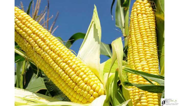 Solo se logró sembrar el 20% de maíz