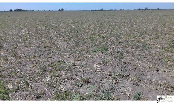 La lluvia que no llega y los campos asi no repuntaran ni para cosecha ni siembra Foto es de Humboldt Chico 