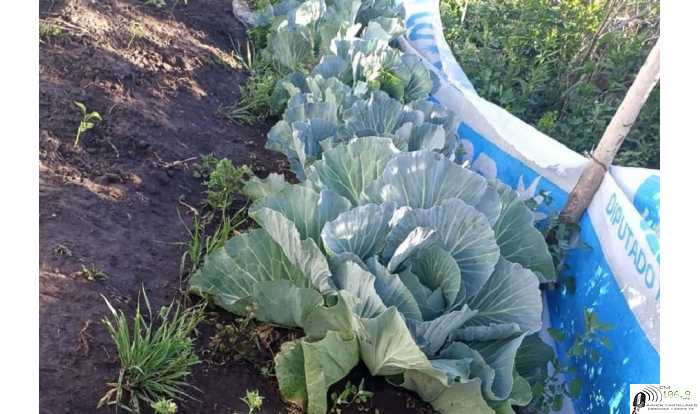 Juventud Peronista Esperancinas Tarde de Trabajo en la Huerta con los vecinos de Barrio 