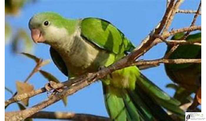 El cambio de praderas a tierras de cultivo provocó una desmedida expansión de la cotorra