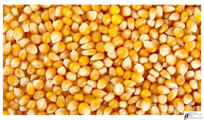 La Sociedad Rural de Las Colonias expresa su repudio a la medida de suspensión de exportaciones de maíz