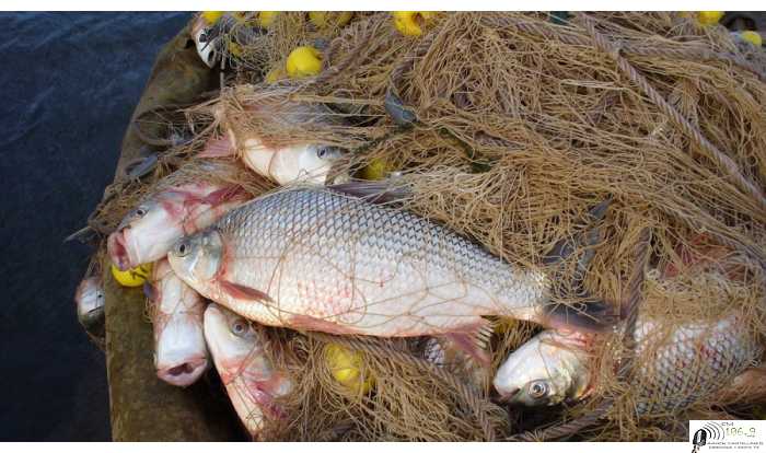 Levantan la veda total en el Río Paraná y permiten pescar cuatro días a la semana