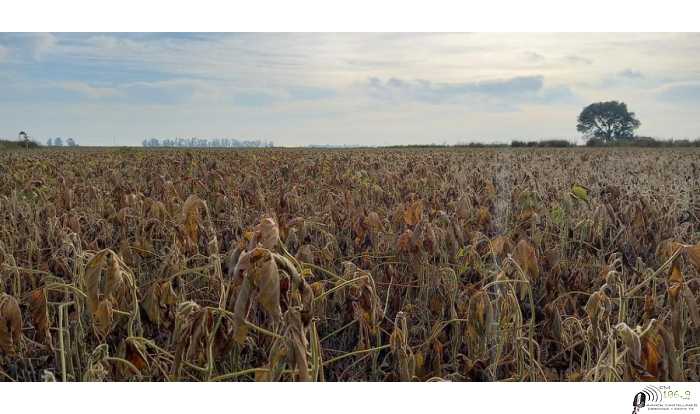 La sequia castiga en algunas zonas del pais ( ver videos)