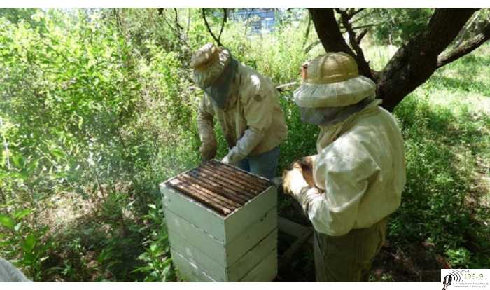 Concurso de fotografía “Apicultura en foco” Es organizado por la Escuela Granja de UNL para celebrar el día Mundial de la Abeja y la Semana de la Miel.