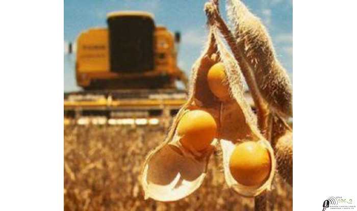 Precios varios cotizaciones del fin de semana 13/ 8 /2021 granos , petroleo, dolar