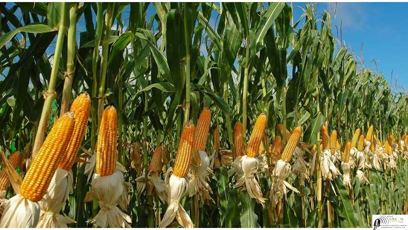 Precios varios cotizaciones del fin de semana 27/ 8 /2021 Granos, Petroleo , Dolar