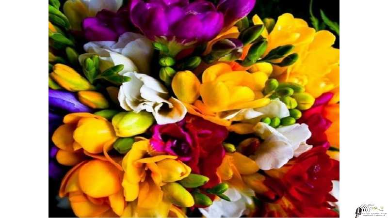  Beneficio para bomberos Voluntarios Esperanza  ADELINA BONATTI ofrece a la comunidad, los tradicionales ramos de fresias