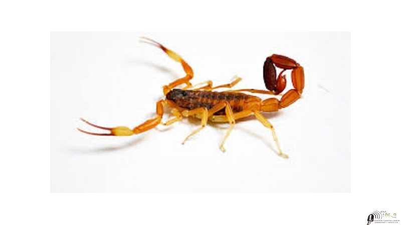 A prestar atención Alacranes comenzaron a salir con las altas temperaturas