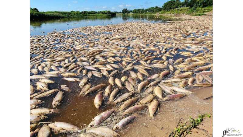 Tremenda las imagenes en Calchaqui de peces muerto (ver video)
