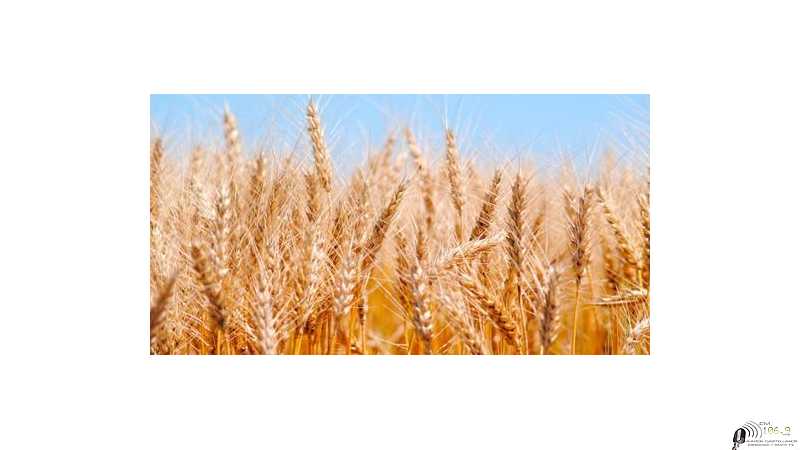 Mercado de granos valores y cotizaciones del fin de semana 12/ 11 /2020