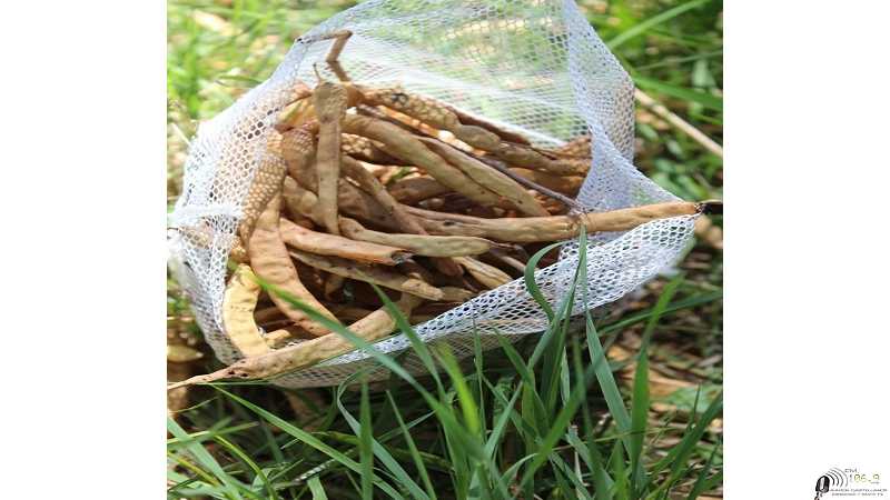 La Facultad de Ciencias Agrarias proporcionará semillas a viveros provinciales