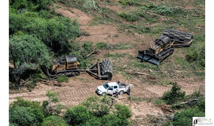 Informe anual de Greenpeace  Preocupante aumento de la deforestación ilegal en el norte argentino (ver fotos)