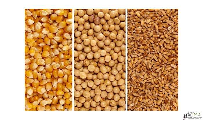 Mercado de granos valores y cotizaciones del fin de semana 11/ 2 /2022