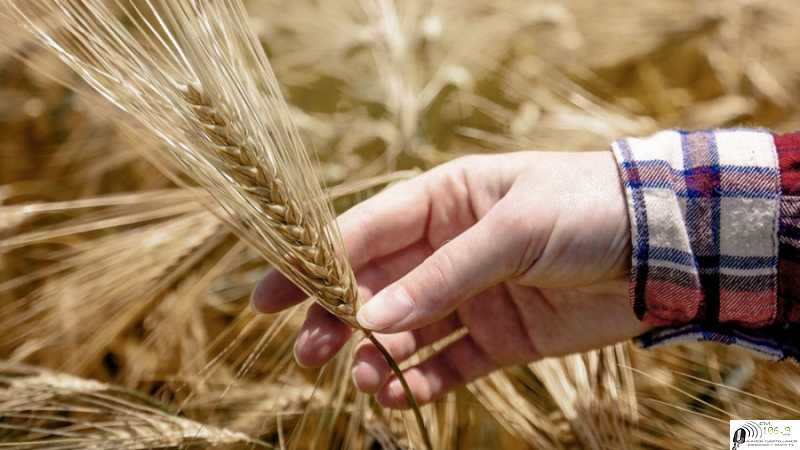 Mercado de granos valores y cotizaciones del fin de semana 4 / 3 /2022