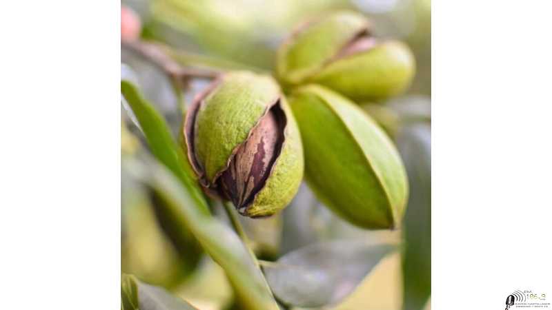 NUEZ PECÁN: LA “NUEVA” PRODUCCIÓN QUE PISA FUERTE EN ENTRE RÍOS