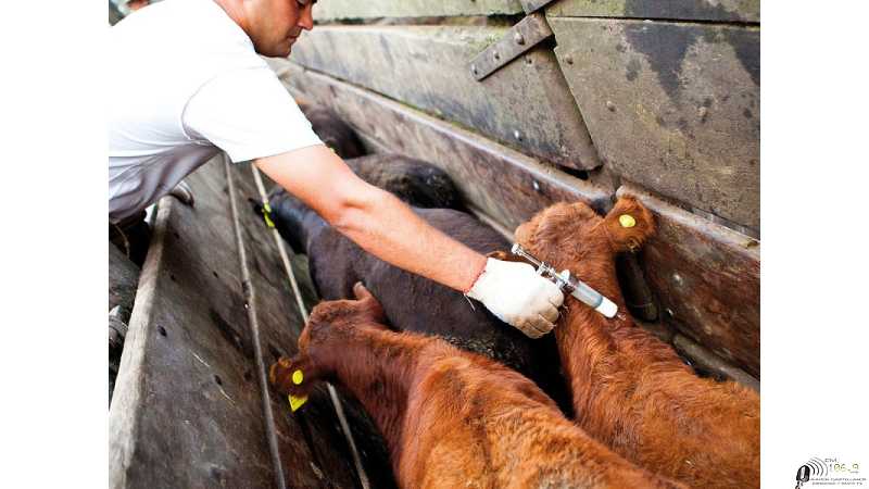 Comenzó la Vacunación de Aftosa consultar