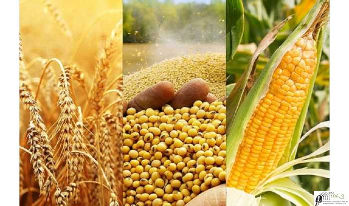 Mercado de granos valores y cotizaciones del fin de semana 11/ 3 /2022