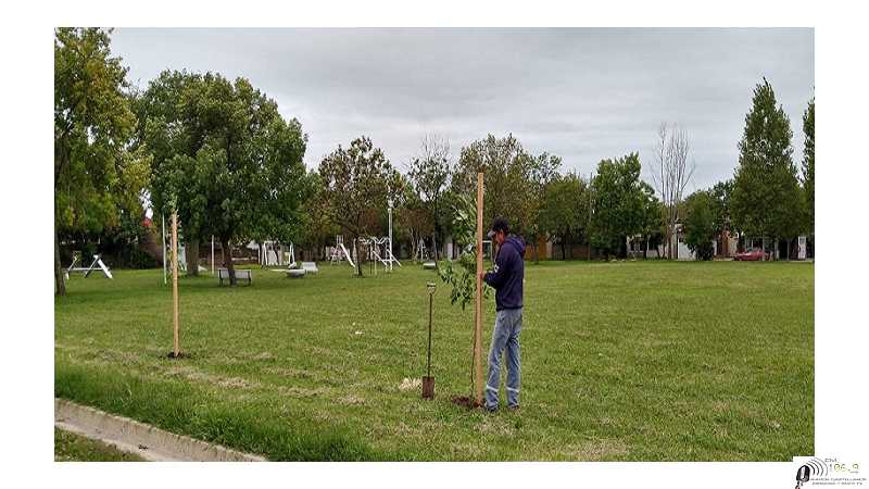 El municipio de Esperanza reemplaza cada árbol que debe retirar, por 4 nuevos.