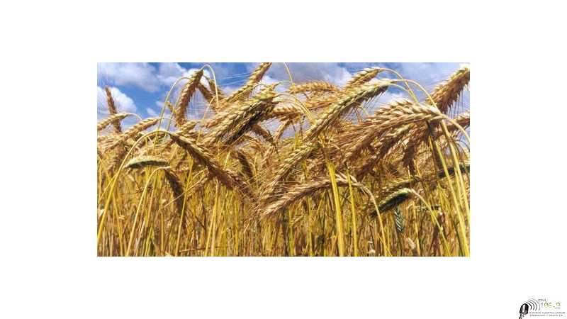 Primeras estimaciones productivas para una campaña que sigue rompiendo récords comerciales