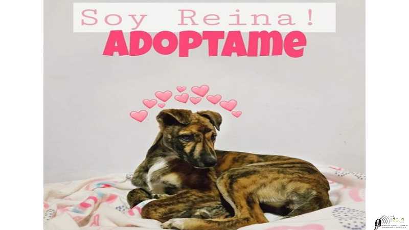 A.E.P.A ofrece a La Rayadita quiere una familia para siempre