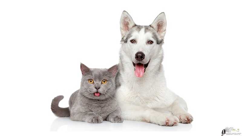 4 nuevos lugares para vacunación antirrabica gratuita para perros y gatos