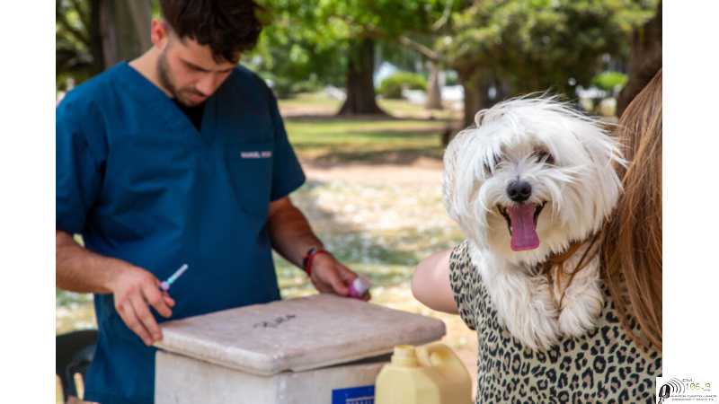 Vacunación antirrábica 2025: 6597 perros y gatos fueron vacunados en la ciudad de Esperanza