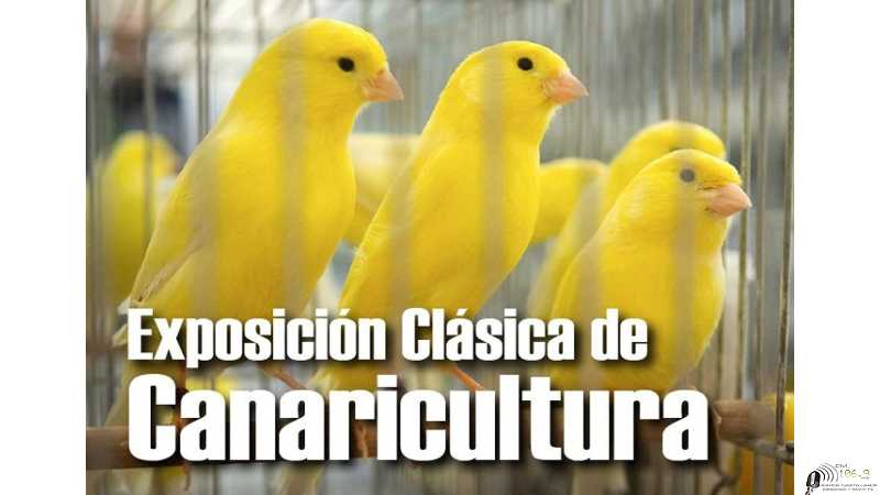 Asoc de Canaricultura Argentina desde este miercoles hasta el sábado exibiran 45000 canarios en Esperanza