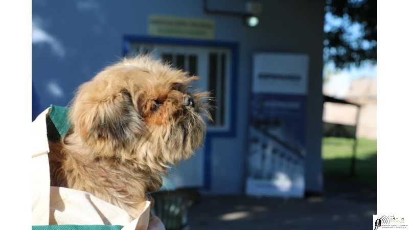 Nuevos turnos para castraciones