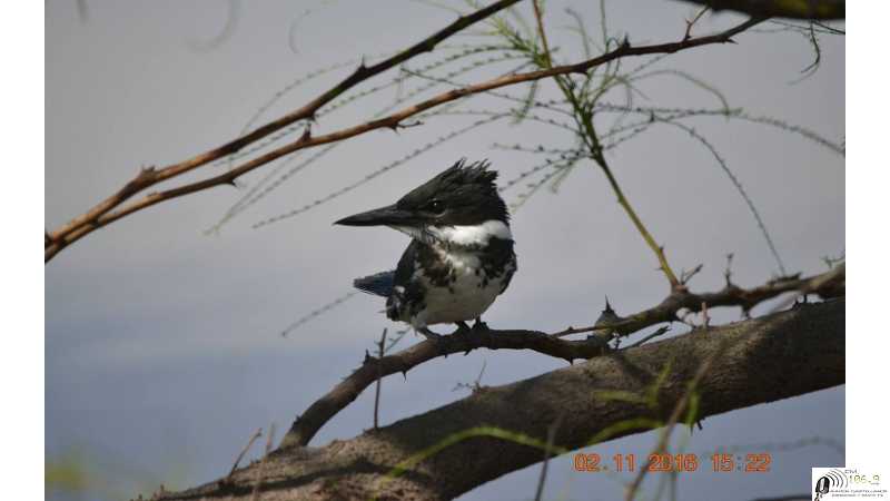Juan M. Mastropaolo Elegimos el lugar de la suelta de mis 5 Martin Pescador criados y alimentados durante 12 días.(ver 8 fotos)