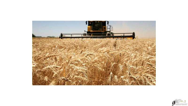En la semana comprendida entre el 13 y 19 de julio de 2022. finalizó la siembra del trigo