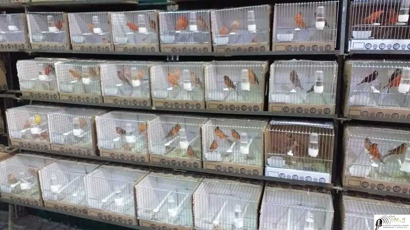 Hasta el sábado al mediodia en predio CICAE  esta abierto el Nacional de Canaricultura,ingreso gratuito