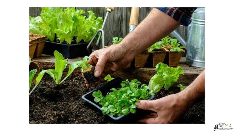 Programa municipal “Mi Huerta”: Conocé el cronograma de capacitaciones y entrega de kits de semillas primavera - verano