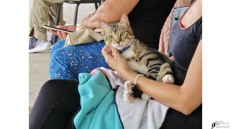 La municipalidad continúa realizando castraciones gratuitas en barrio La Orilla