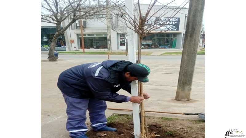 Martin Franconi informó del recambios de arboles en la planta urbana