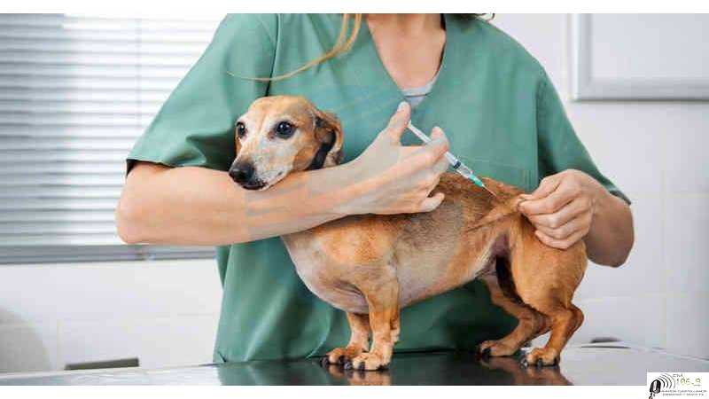 Vacunación antirrabica y desparasitación de perros y gatos 2022