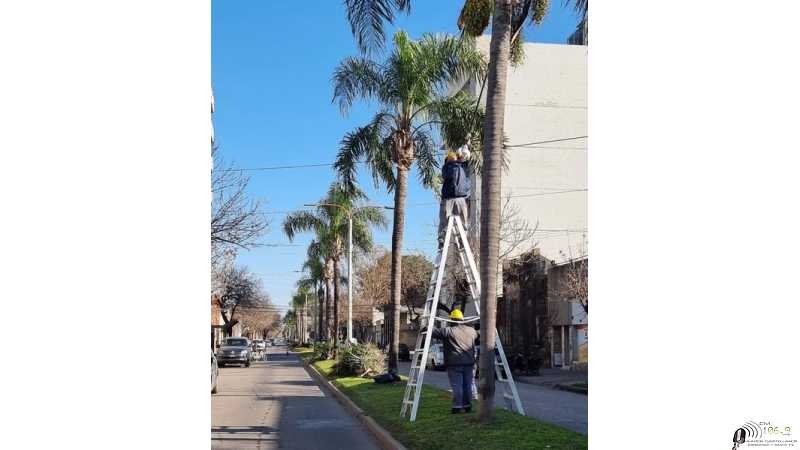 Municipalidad informa Continuamos con los trabajos de poda de arbolado urbano