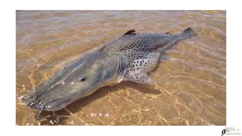 Del 1° de noviembre hasta el 31 de diciembre inclusive, rige la veda del surubí pintado y atigrado