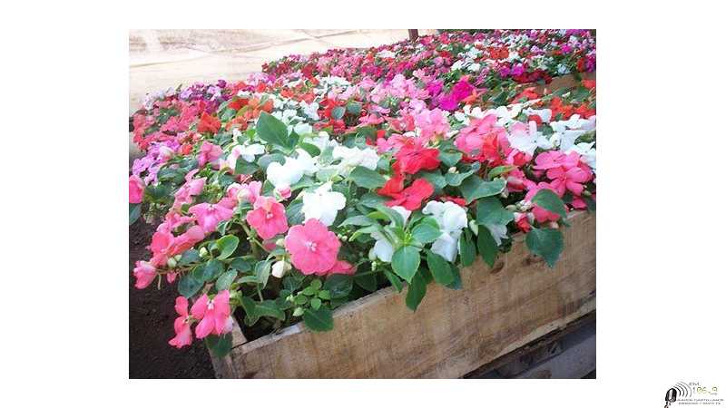 Vivero Municipal con un total en el año de 58 mil plantines (Ver Video)