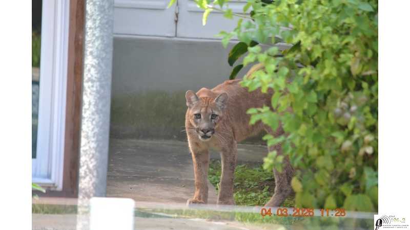 El puma de gran porte que asusto a muchos en Esperanza