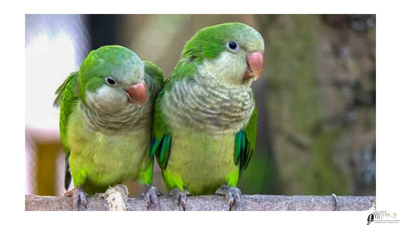 Desde el Ministerio de la Salud realizaron una advertencia por el crecimiento de casos de psitacosis, «La fiebre de los loros».