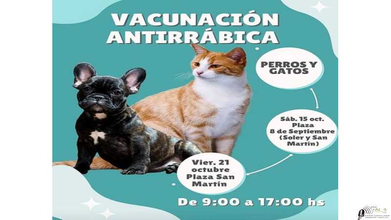 Vacunación antirrabica gratuita para perros y gatos