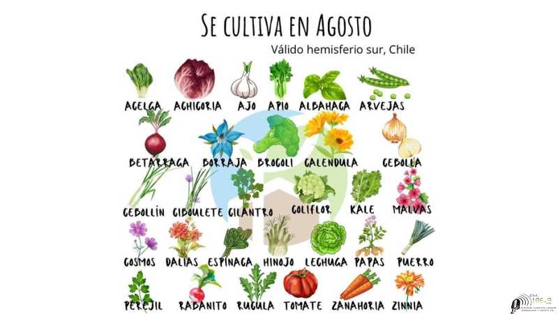 Se cultiva en Agosto  un nuevo mes, quizás el más helado de la temporada.