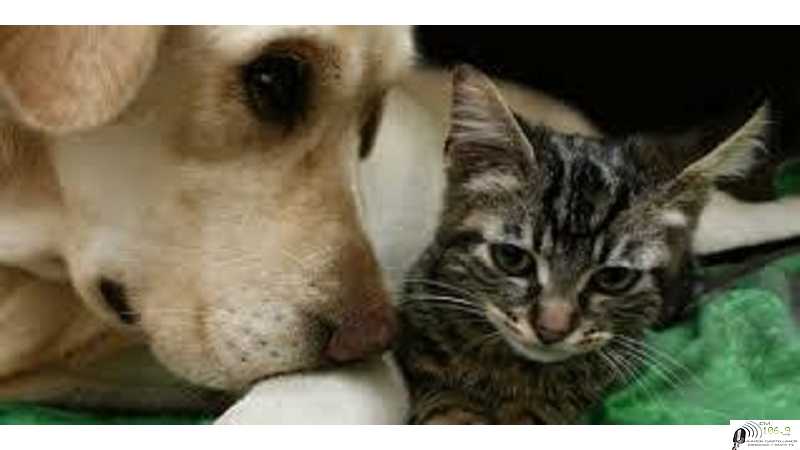 Se confirman nuevas fechas para “Castraciones de perros y gatos en los Barrios”