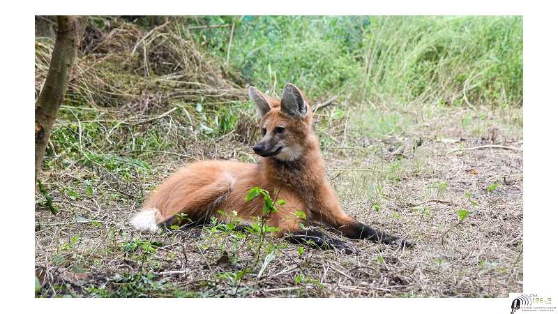 El Ministerio de Ambiente y Cambio Climático rescató y reinsertó en su hábitat a un Aguará Guazú