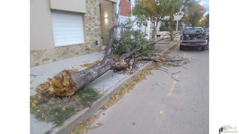  En la tarde del domingo se registraron vientos de 58 km/h con ráfagas de 75 km/h que produjeron caídas de árboles y ramas