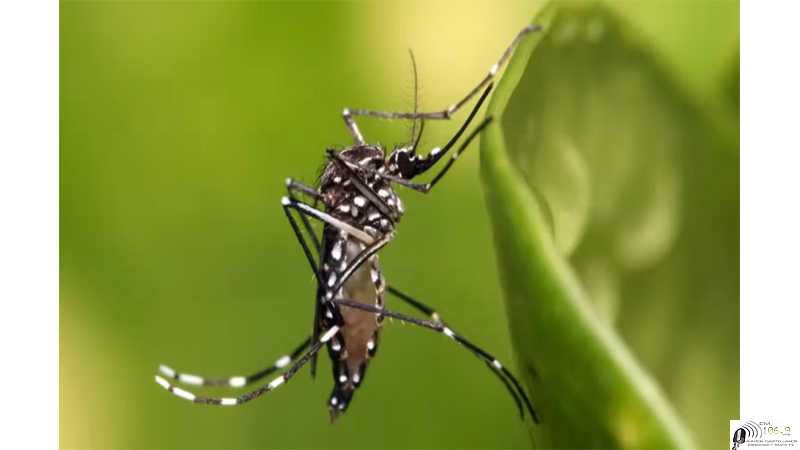 DENGUE | tareas de fumigación Municipalidad de Esperanza